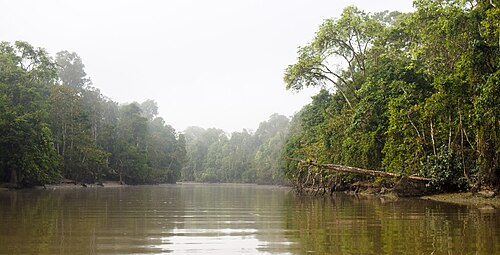 Kinabatangan River